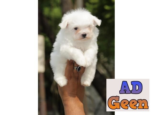 used Maltese Puppies Available for sale in Delhi for sale 
